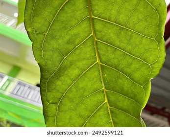 A vibrant green leaf, showcasing intricate vein patterns against a blurred background of buildings. Light filters through, highlighting the leaf's texture - Powered by Shutterstock
