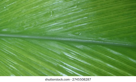 Vibrant green leaf surface background. Detailed view of a tropical plant leaf with linear patterns and wet surface, perfect for nature and environmental themes.