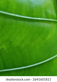 Vibrant Green Leaf Texture in Macro Detail