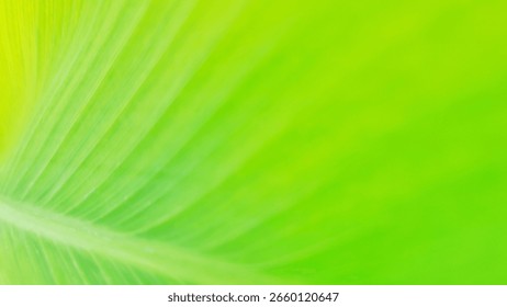 Vibrant green leaf texture with subtle veins visible on the left, blending into a soft, bright green bokeh background on the right. This natural, fresh, and abstract image evokes feelings of growth