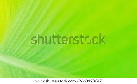Vibrant green leaf texture with subtle veins visible on the left, blending into a soft, bright green bokeh background on the right. This natural, fresh, and abstract image evokes feelings of growth