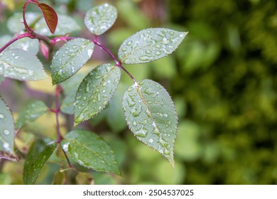 Vibrant green leaves with glistening water droplets - after rainfall - Powered by Shutterstock