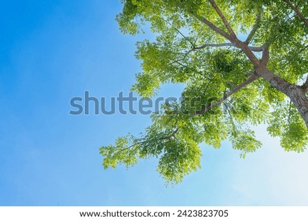 Vibrant green leaves under a bright blue sky in a lush, natural environment with trees and branches, capturing the essence of a sunny summer day in a fresh, flourishing landscape