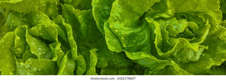 Vibrant green lettuce leaves with fresh water droplets, a close up background texture for healthy eating and organic farming concepts - Powered by Shutterstock