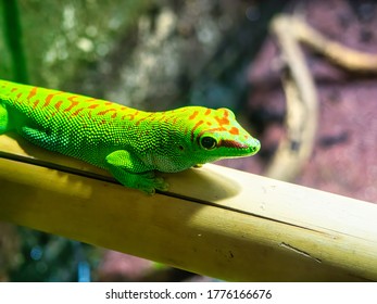 A Vibrant Green Lizzard Purched On A Wooden Strut