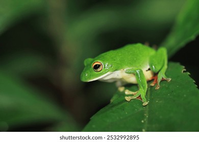 A vibrant green Moltrecht's tree frog(Zhangixalus moltrechti) clings to a broad leaf at night, its golden eyes contrasting against its smooth, spotted skin. New Taipei City, Taiwan. - Powered by Shutterstock