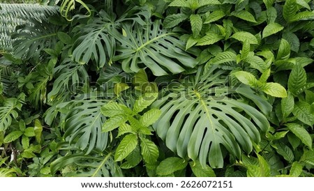 Vibrant Green Monstera Plant in the Rainforest, Akaka Falls State Park, Hawaii