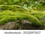 A vibrant green moss carpet covers a gray rock, highlighting its rough texture. The background is a blur of green foliage, suggesting a lush forest environment.