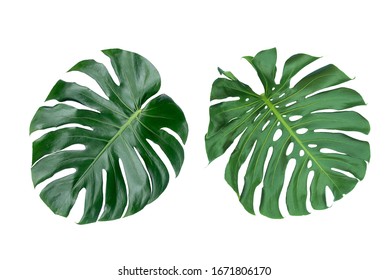 Vibrant Green Mostera Plant Leaves Against A White Background - Shutterstock ID 1671806170