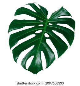 Green Leaves Tropical Plants Bush Monstera Stock Photo (Edit Now ...