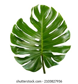 Green Leaves Tropical Plants Bush Monstera Stock Photo (Edit Now ...