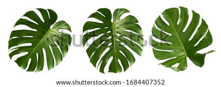 Vibrant Green Mostera Plant Leaves Against A White Background,clipping path inclu