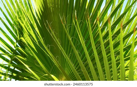 Vibrant Green Palm Leaves Close-Up Detail - Powered by Shutterstock