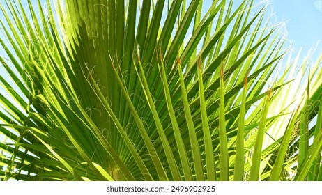 Vibrant Green Palm Leaves Close-Up Under Sunlight - Powered by Shutterstock