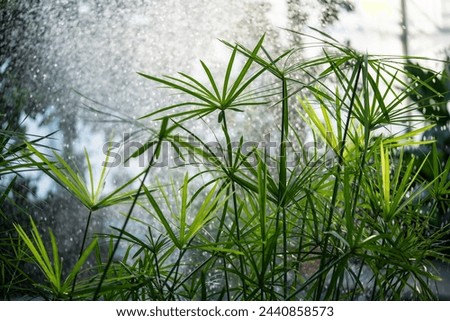 Vibrant green Papyrus plants with mist of water spray on background, illuminated by sunlight. Sharp, vibrant Cyperaceae leaves against sparkling mist backdrop, soft focus. 