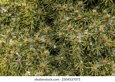 Vibrant green pine needles with dewdrops - close-up of evergreen foliage - nature background with selective focus - Powered by Shutterstock