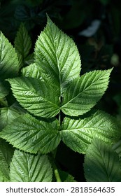 Vibrant green raspberry leaf macro shot under bright sunlight showcasing intricate vein textures and serrated edges against dark moody garden background