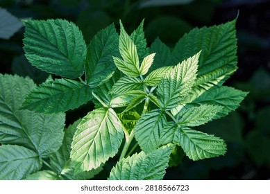Vibrant green raspberry leaf macro shot under bright sunlight showcasing intricate vein textures and serrated edges against dark moody garden background