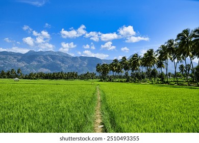 A vibrant green rice field under a clear blue sky, flanked by tall palm trees and backed by majestic mountains, Palakkad, Kerala, God's own country, India - Powered by Shutterstock