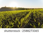 Vibrant green shoots emerge from rich soil as the sun rises, casting a warm glow over the landscape, heralding the start of a new day.