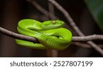 Vibrant green snake coiled on a branch, staring intensely.