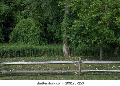 Vibrant Green Summer Foliage Along The Henry Hudson Trail In New Jersey.