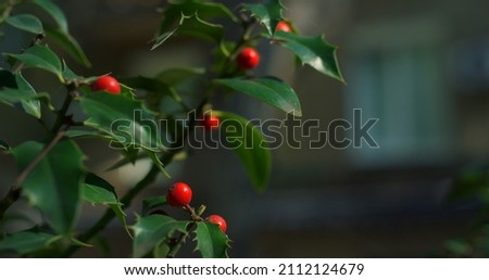 Similar – Image, Stock Photo rose hips on a bush