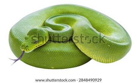 Vibrant green tree python coiled with purple tongue flicking out