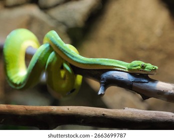 A vibrant green tree python (Morelia viridis) is coiled gracefully around a thick branch.
