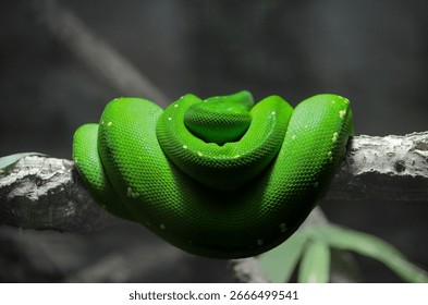 A vibrant green tree python (Morelia viridis) resting curled around a tree branch in the reptile house of the Vienna Zoo. The intricate scale patterns and bright color create a striking natural textur