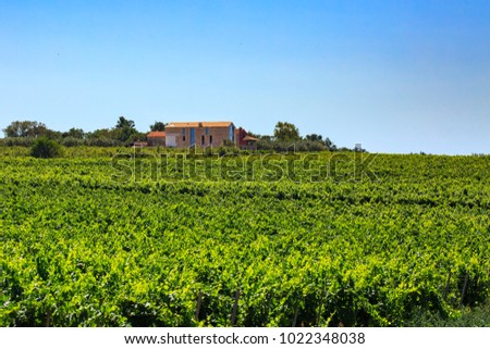 Vibrant growing green vineyard on a sunny Summer day against a clear blue sky. A house is located on the background on the top of the hill. Istria, Croatia