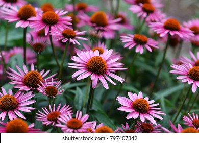 A vibrant growing patch of Echinacea Purpurea also known as Purple Coneflower. 