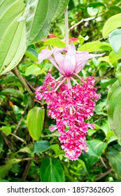 A vibrant, healthy Hawaiian rose grape flower hanging in a botanical garden.
