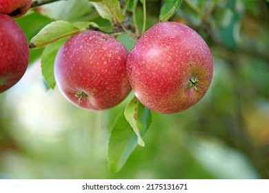 Vibrant, Healthy Red Apples Growing On Trees For Harvest In A Sustainable Orchard Outdoors On A Sunny Day. Juicy Fresh And Ripe Produce Growing Seasonally And Organically On A Fruit Plantation