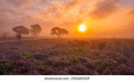 Vibrant heather fields burst into bloom under a golden sunrise, enveloped in a gentle morning mist, creating a serene landscape. Zuiderheide Veluwe Netherlands - Powered by Shutterstock