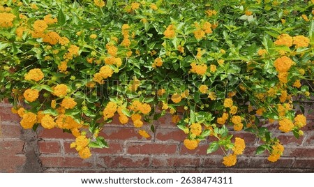 A vibrant, heat-loving shrub, yellow blooming Lantana camara attracts pollinators with its aromatic, clustered flowers, thriving in full sun and well-drained soil.