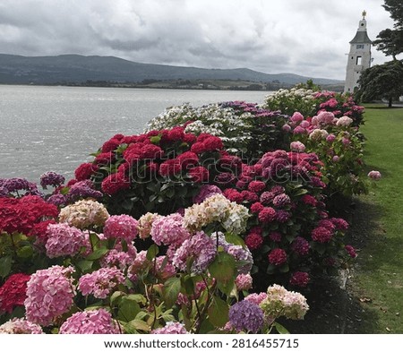 A vibrant hedge of multicolored hydrangeas in red, pink, purple, and white blooms along the shore of an estuary, with distant hills and a white ornamental tower visible near Penrhyndeudraeth, Wales.