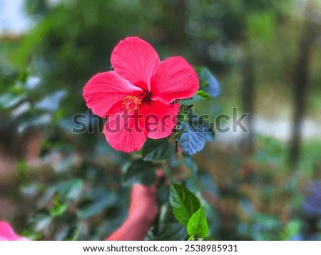 Similar – Image, Stock Photo Vibrant Hibiscus Bloom in Lush Greenery, Praia Emilia