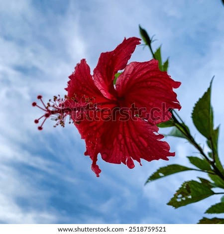 Similar – Image, Stock Photo Vibrant Hibiscus Bloom in Lush Greenery, Praia Emilia