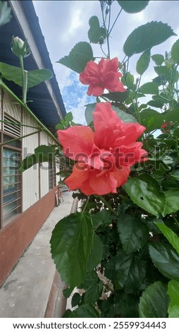 Image, Stock Photo Vibrant Hibiscus Bloom in Lush Greenery, Praia Emilia