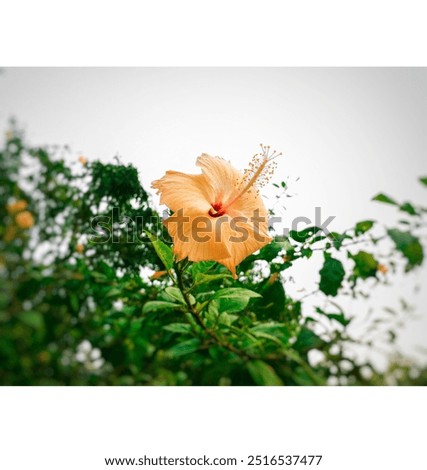 Similar – Image, Stock Photo Vibrant Hibiscus Bloom in Lush Greenery, Praia Emilia