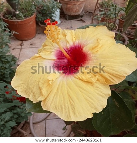 Similar – Image, Stock Photo Vibrant Hibiscus Bloom in Lush Greenery, Praia Emilia