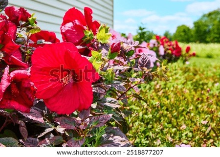 Similar – Image, Stock Photo Vibrant Hibiscus Bloom in Lush Greenery, Praia Emilia