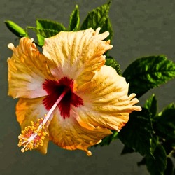 A Vibrant Hibiscus Flower With Delicate Yellow Petals, A Deep Red Center, And Intricate Stamen Details, Surrounded By Lush Green Leaves Against A Muted Background. 