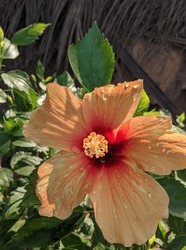 A Vibrant Hibiscus Flower, Its Pink Petals Contrasting Beautifully With Lush Green Leaves. Perfect For Nature-themed Designs, Adding A Touch Of Tropical Elegance To Any Project.