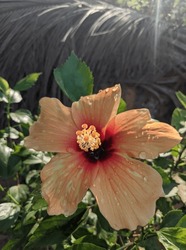 A Vibrant Hibiscus Flower, Its Pink Petals Contrasting Beautifully With Lush Green Leaves. Perfect For Nature-themed Designs, Adding A Touch Of Tropical Elegance To Any Project.