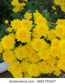 A vibrant, high-angle close-up shot capturing a dense cluster of bright yellow chrysanthemum flowers in full bloom.