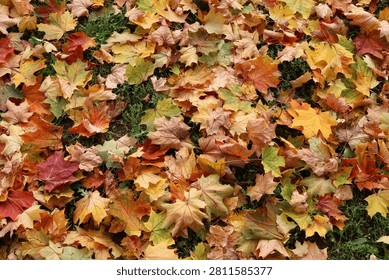 A vibrant, high-angle full-frame texture of colorful autumn maple leaves scattered densely across green grass, useful as a seasonal background or patt