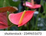VIBRANT HOT PINK LILY FLOWERS Peace lily with a beautiful large bright colorful deep pinky colored petal, a long light yellow upright stamen, thin stems and a green leafy tropical garden background