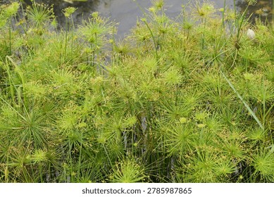 A vibrant image showcases a dense patch of Umbrella Papyrus (Cyperus alternifolius) plants flourishing in a wetland. Their unique, starburst-shaped foliage creates a lush green texture.